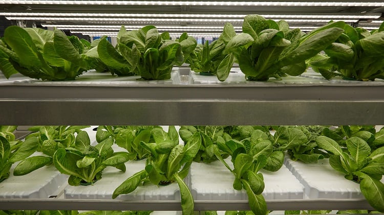 Cloud tech tapped for urban greenhouses: ‘This is the return of small farms’