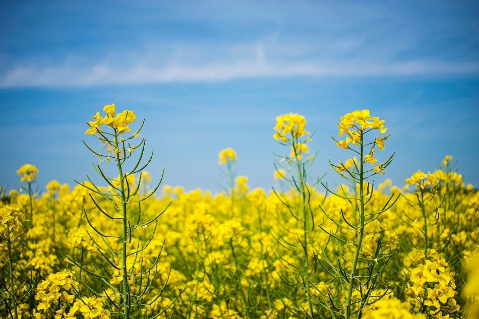 Merit-Functional-Foods-and-Bunge-partner-on-canola-protein-launch.jpg