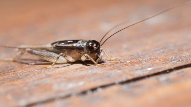 Edible insects
