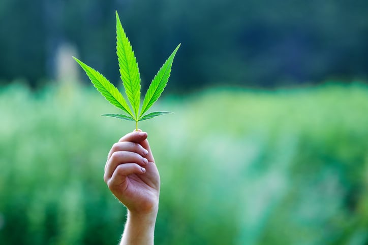 Latin America ranks second for global CBD potential