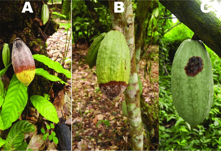 Breakthrough in stopping spread of black pod rot in cocoa-growing regions