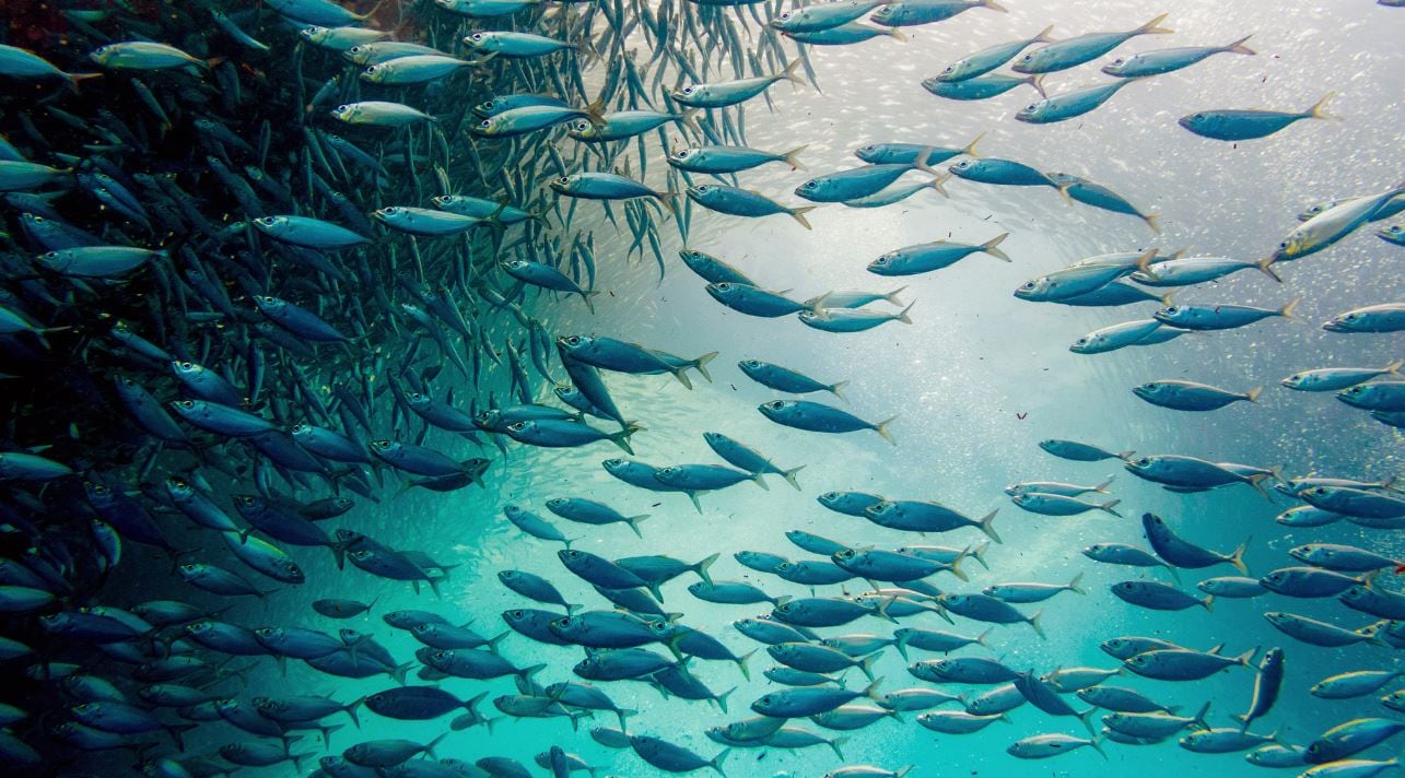 Western fisheries not collapsing, but Asian waters ‘unmanaged and unrecorded’
