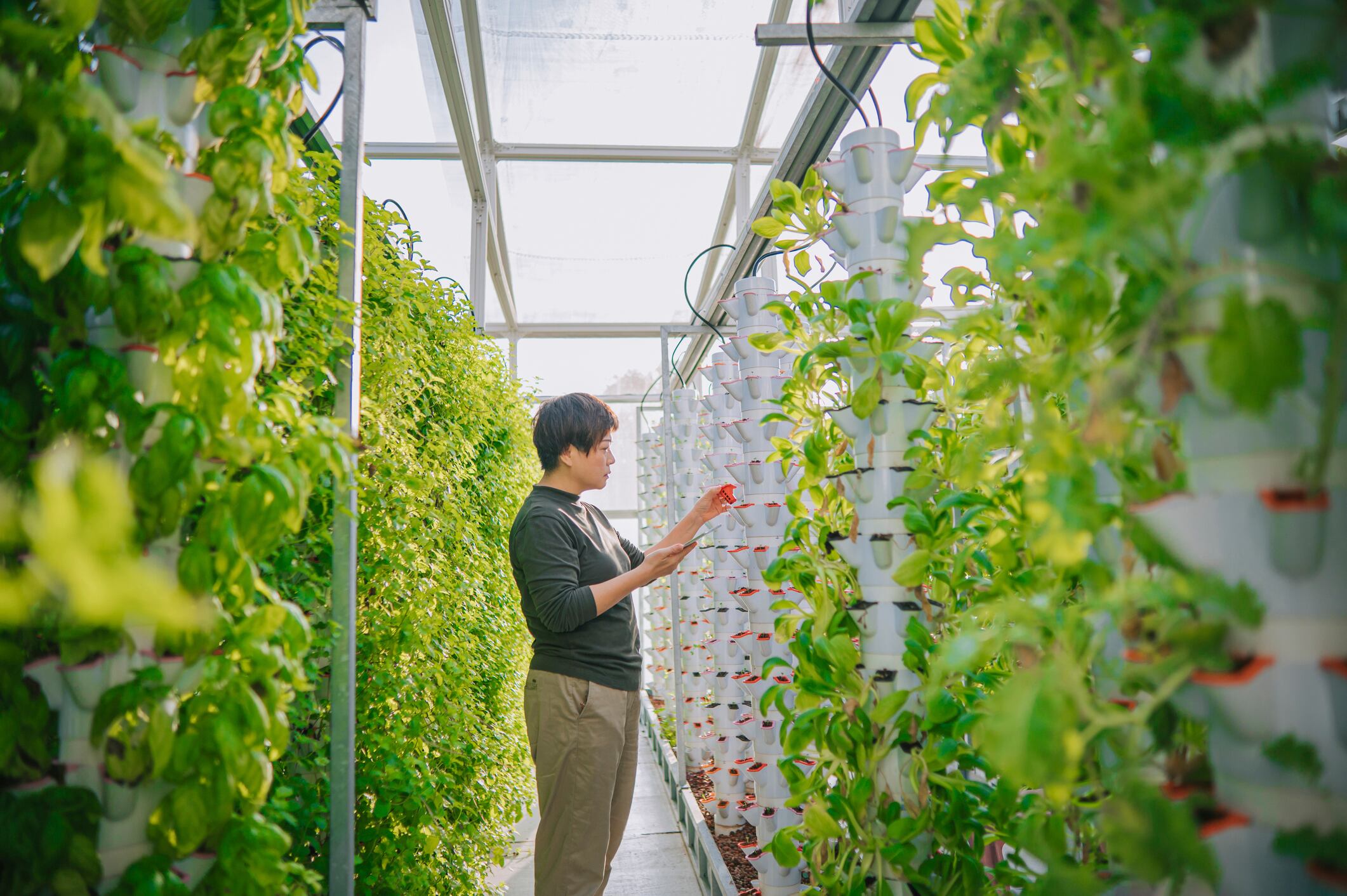 New non-invasive nanosensor can optimise yield and quality for cities aiming to enhance food security amid space constraints.