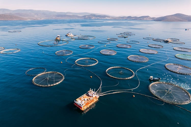 How sustainable is aquaculture?