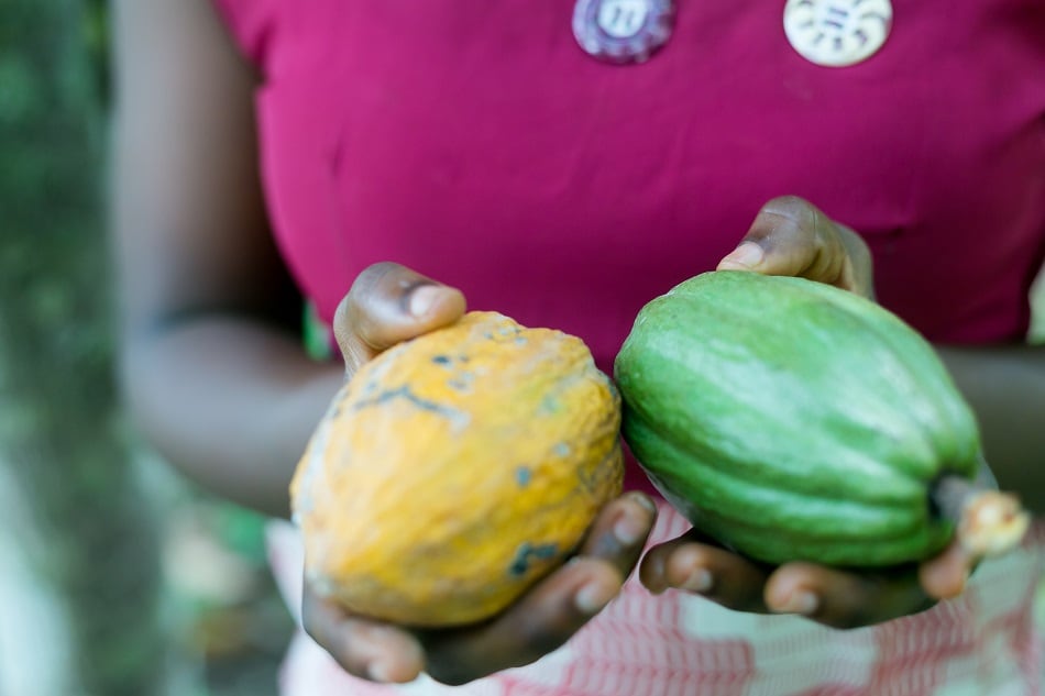 TechnoServe helps women cacao farmers increase yields in Peru 