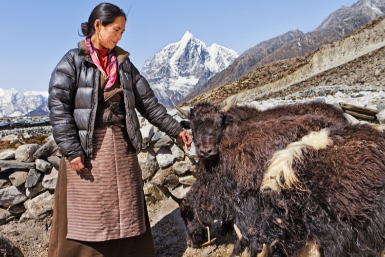 Milking the yak: Exploring unconventional milk types and their applications