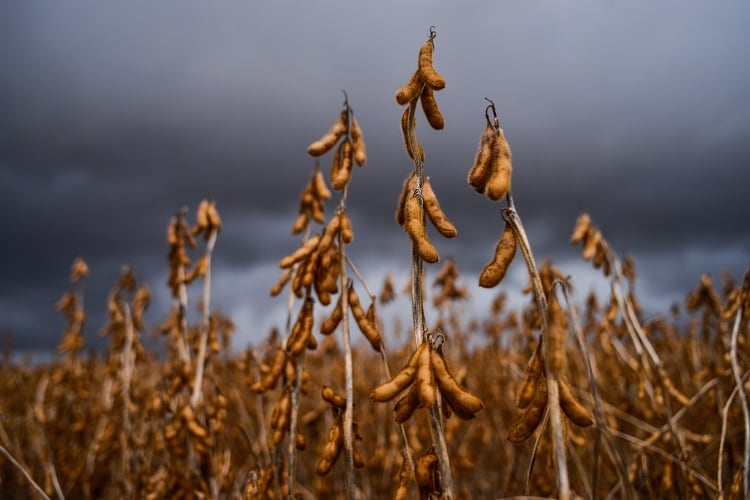 How can industry prevent soy becoming a ‘demonised’ commodity like palm oil?