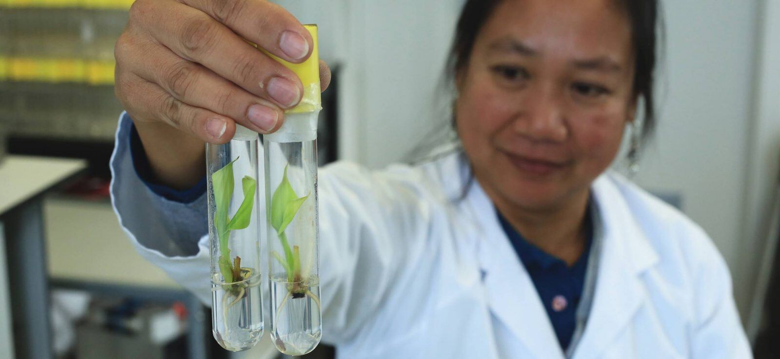 Fusarium disease: Researchers race to save Cavendish bananas from extinction
