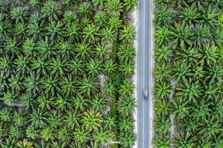 palm-oil-joakimbkk.jpg