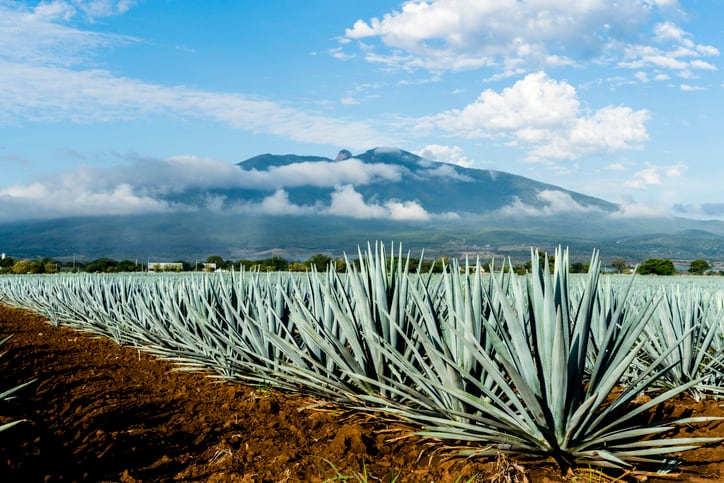 Mexican-students-transform-tequila-by-product-into-fiber-packed-functional-flour.jpg