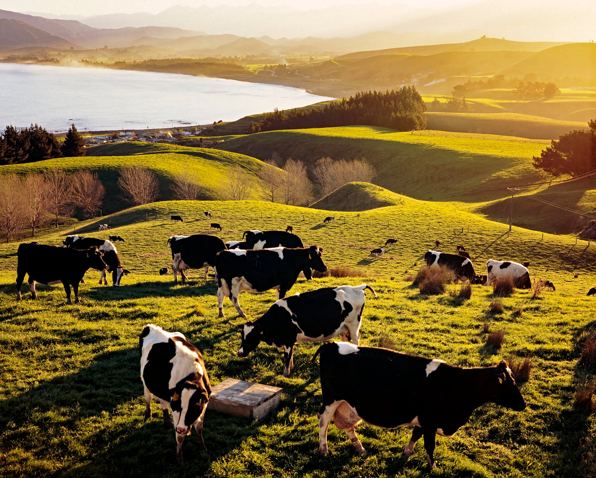 Defining grass‑fed: How standards shape credibility