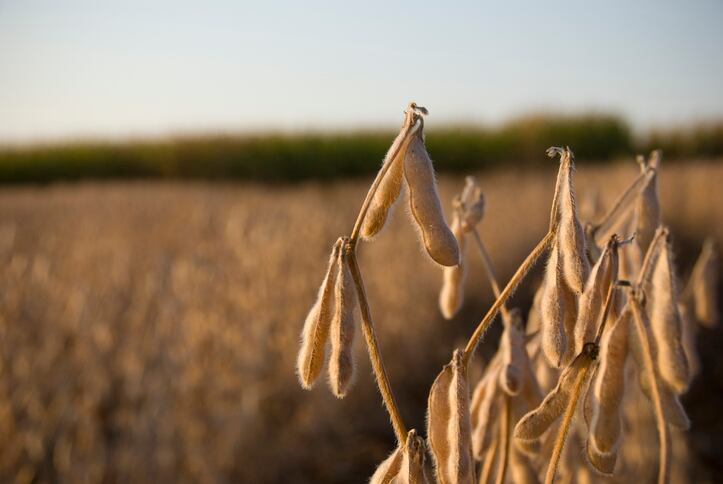Bioengineered soy boosts yield and can help meet the world’s urgent food security need, claim scientists   