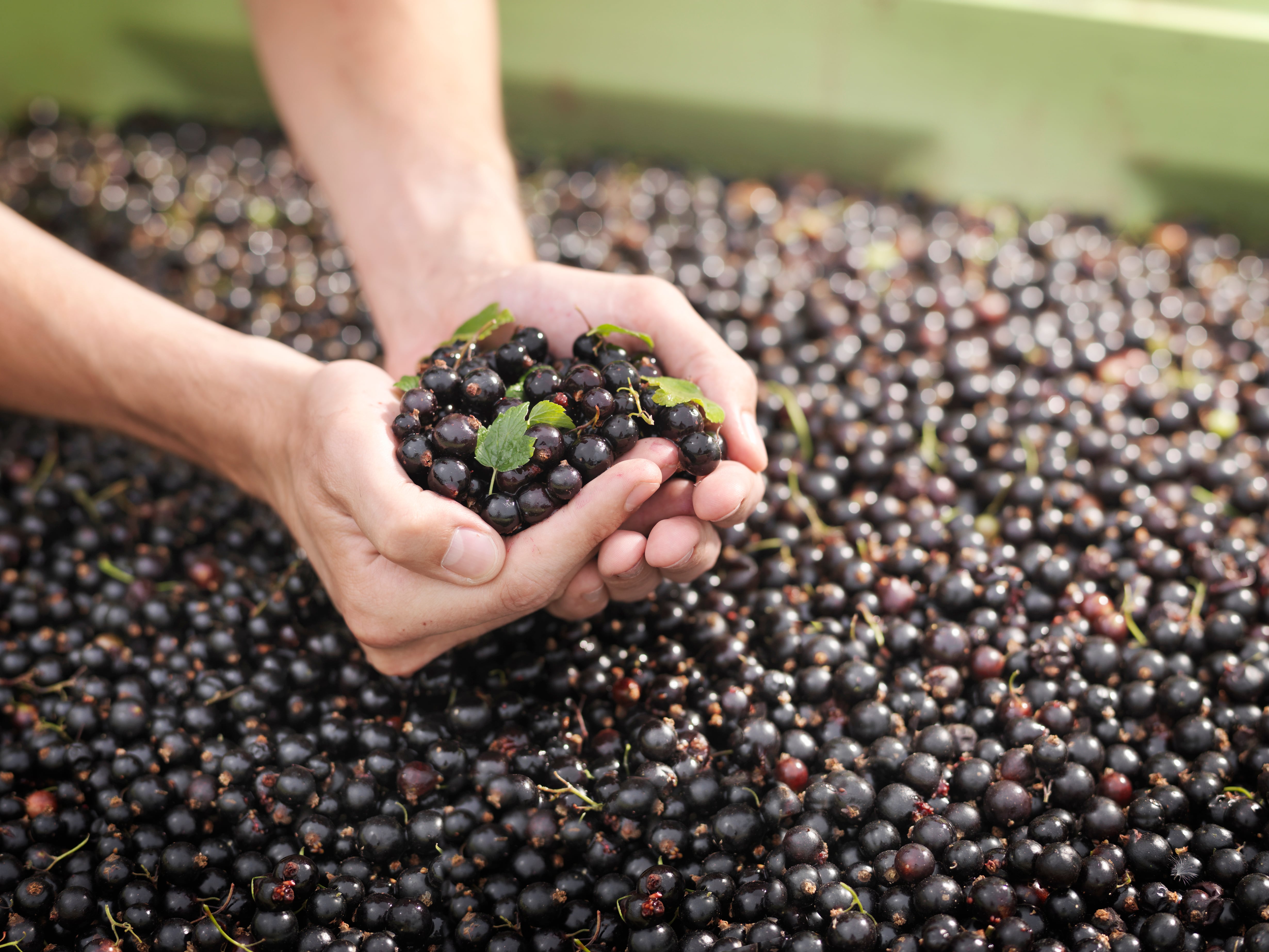 Palate predictions: Sweet, spicy and beyond in 2026