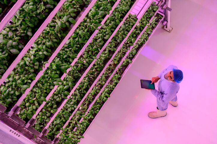 Vertical farmers come out swinging amid industry struggles to stay upright
