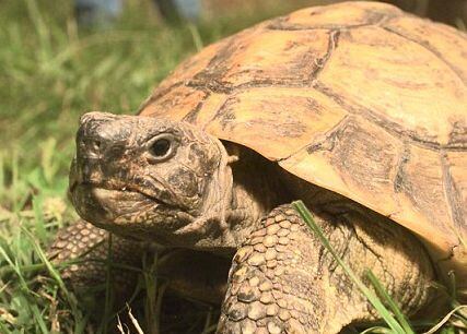 tortoises.jpg