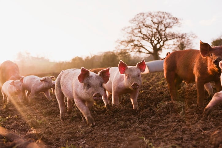 Mexico opens to exports of British pork: 'This is a huge win for our farmers and food producers'