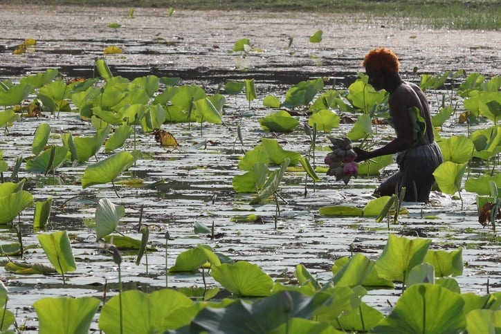 Lotus-farming-shishir_bansal.jpg