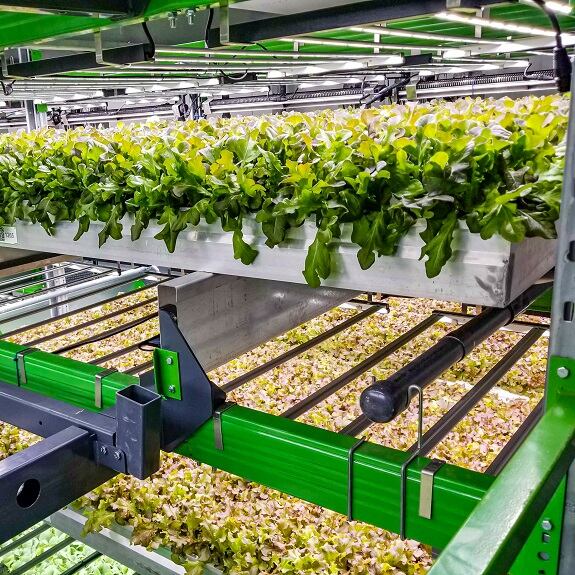 Baltimore-Grow-Room.jpg