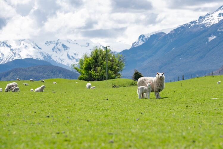 Online-lamb-campaign-launched-in-China.jpg