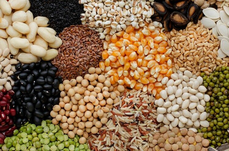 Industry Insights from NIZO: Scaling up plant production processes