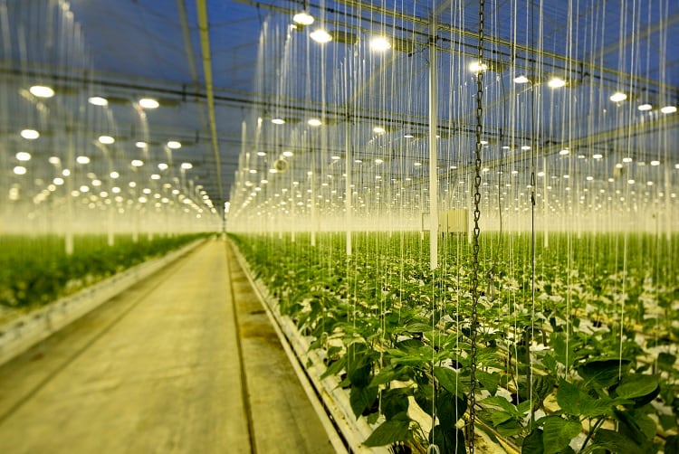 greenhouse-Mischa-Keijser.jpg