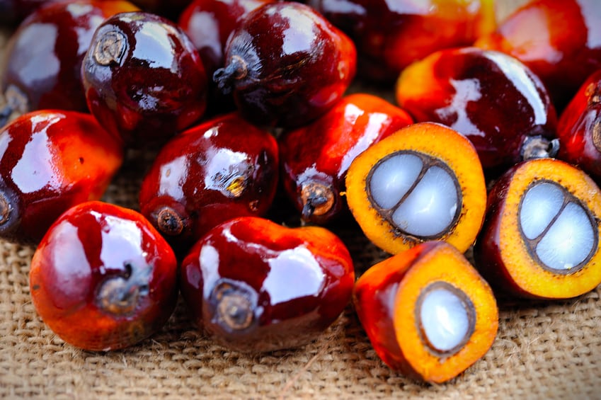 Palm oil can be sustainable when grown right: study