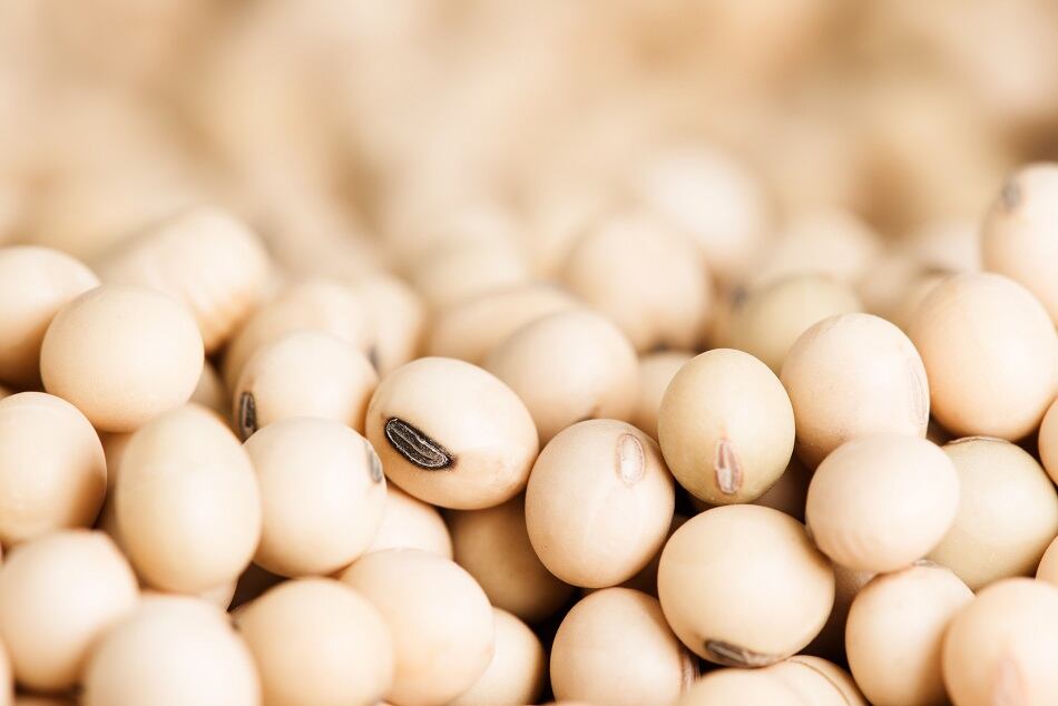 Benson-Hill-introduces-ultra-high-protein-soybean-to-compete-with-soy-protein-concentrate.jpg