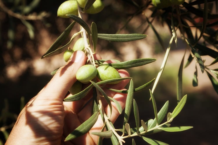 Olive-Grove-GettyImages-Sandro-Messina.jpg