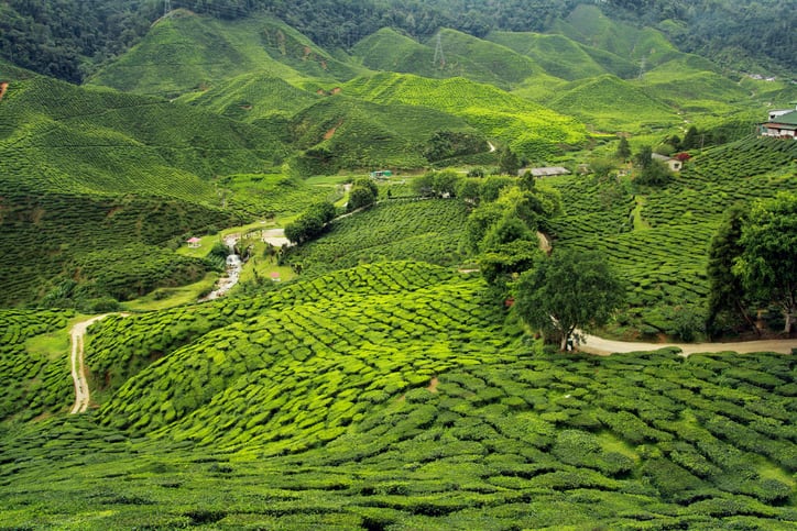 UK tea industry calls for climate targets to protect largest producer Kenya