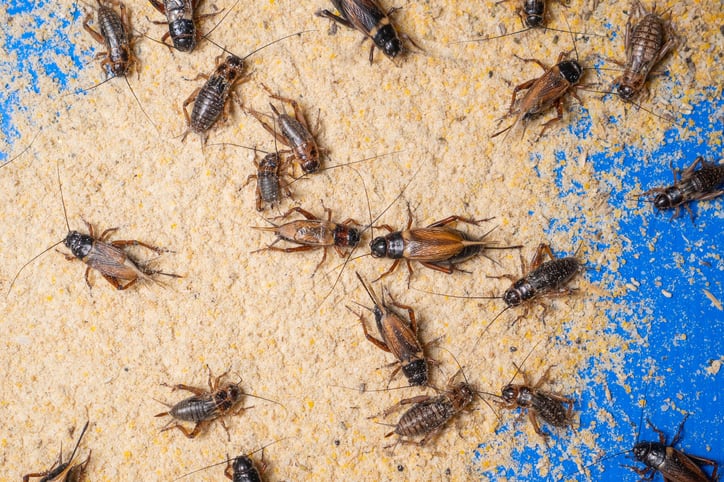 A-major-milestone-for-the-UK-edible-insect-sector-UK-edible-insect-makers-hope-for-Novel-Food-approval-by-2023.jpg