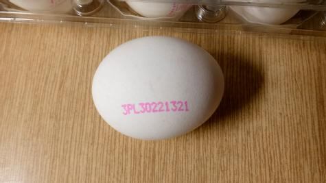 sps-czech-salmonella-egg.jpg