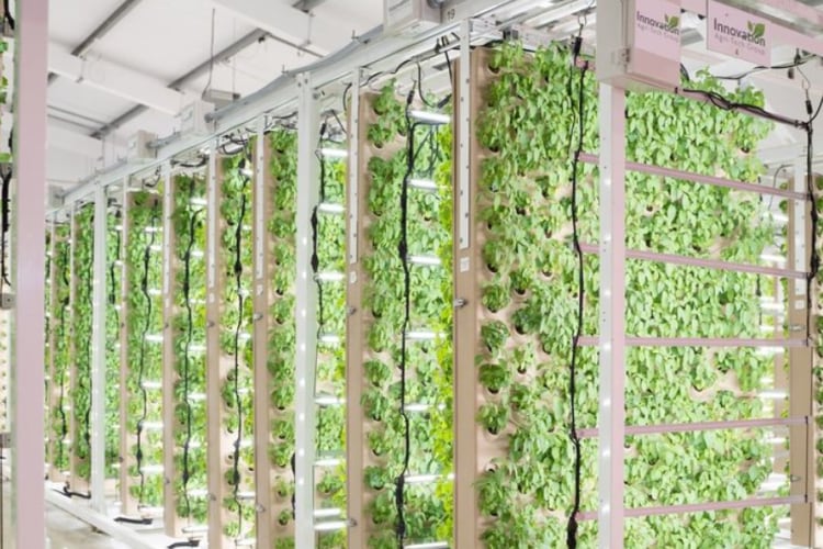 New 'revolutionary’ vertical farming tech unveiled: ‘We have developed a vertical farming solution which will be a complete game-changer’