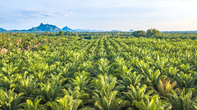 Nestlé to trial blockchain for palm oil in Latin America