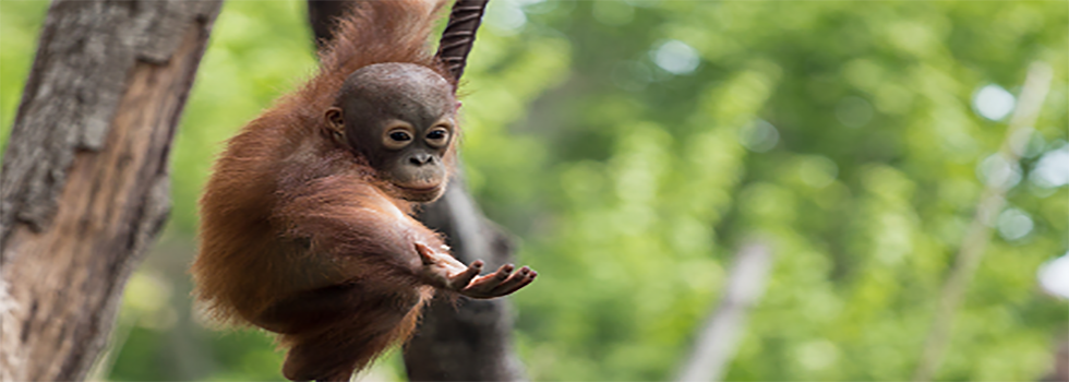 The-benefits-of-sustainable-palm-oil.png