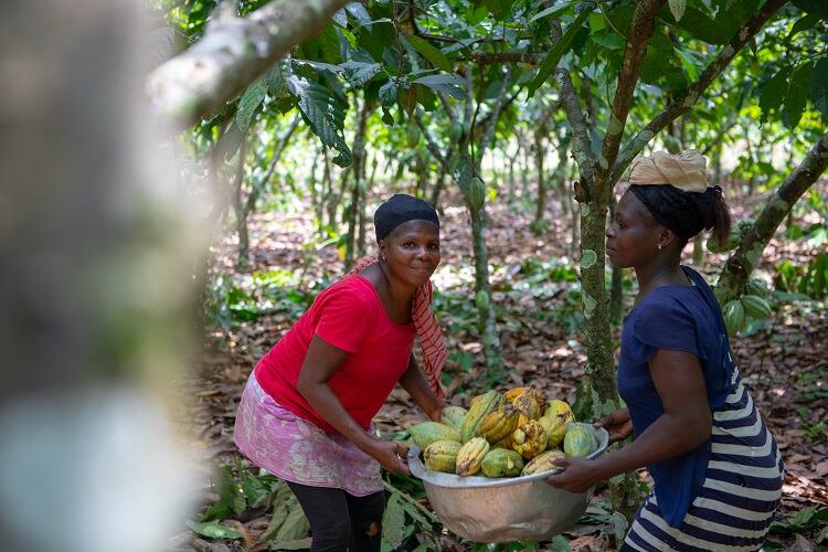Koa-small-scale-farmers-c-Ben-Rotthoff.jpg