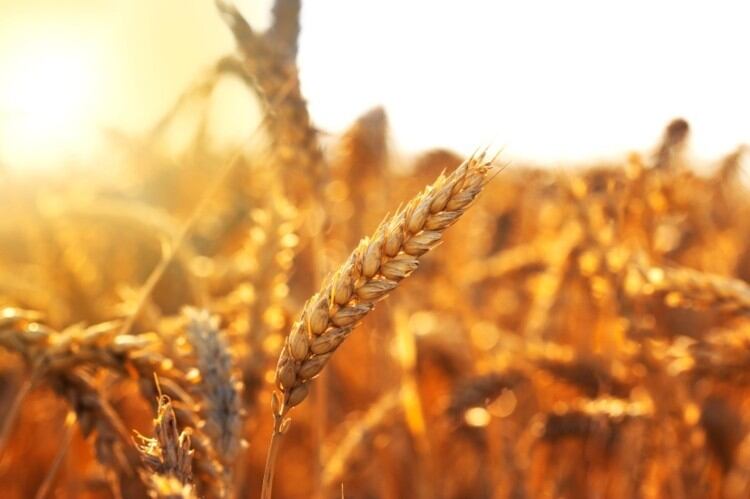 Revealed: How under-utilised Malaysian crops could help combat the 'collapse of global nutrition'