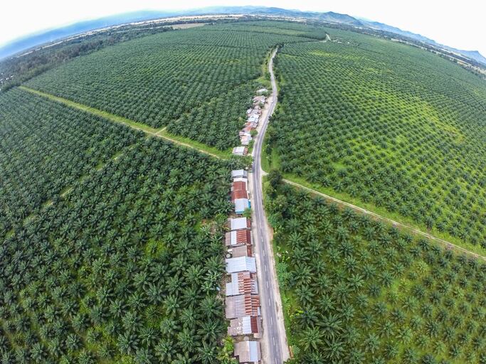 RSPO CEO talks sustainable palm oil’s big challenges: Smallholders and Africa