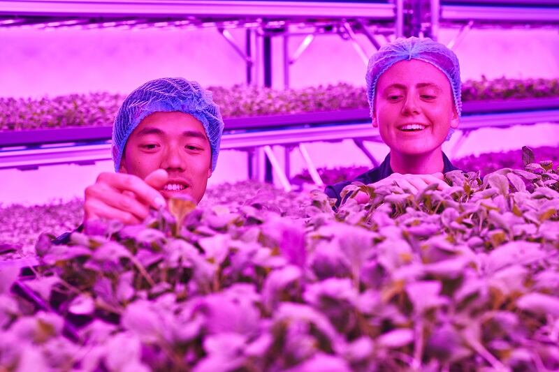 Vertical farms will end imported soft fruits and herbs in ten years, claims Ocado-backed JFC