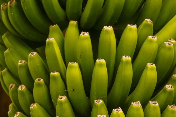 Artificial intelligence app helps banana farmers detect TR4 disease