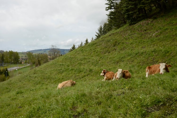 Report looks at creating a sustainable future for European dairy