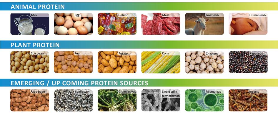 NIZO-Protein-transition.png