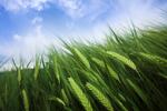 wheat-istock-Tomas-Bercic.jpg