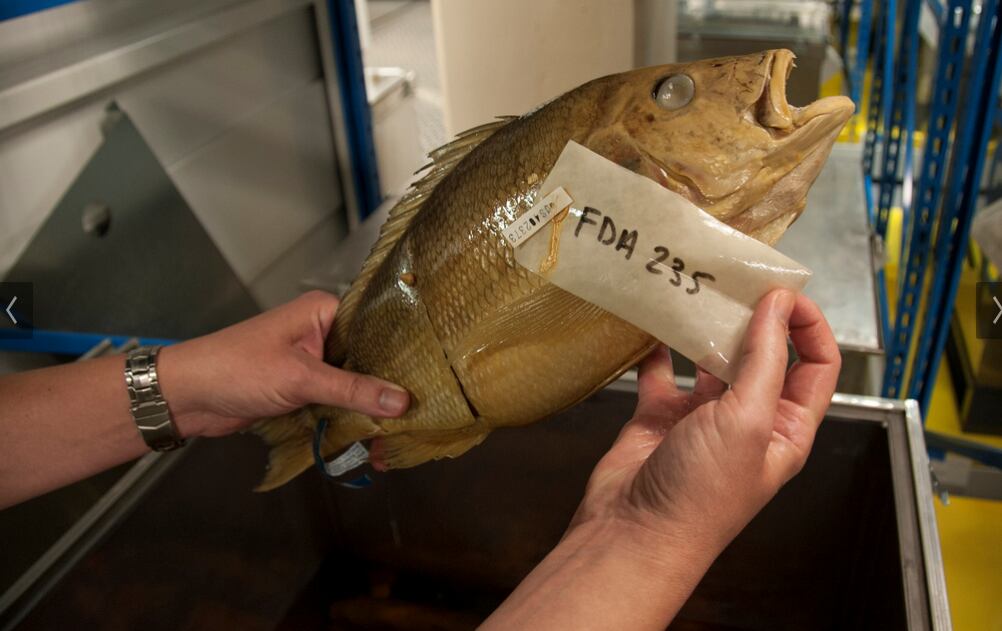 FDA-Michael-J.-Ermarth-fish.png