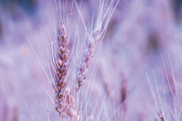 The case for durum wheat: New functional food applications expected to pique consumer interest