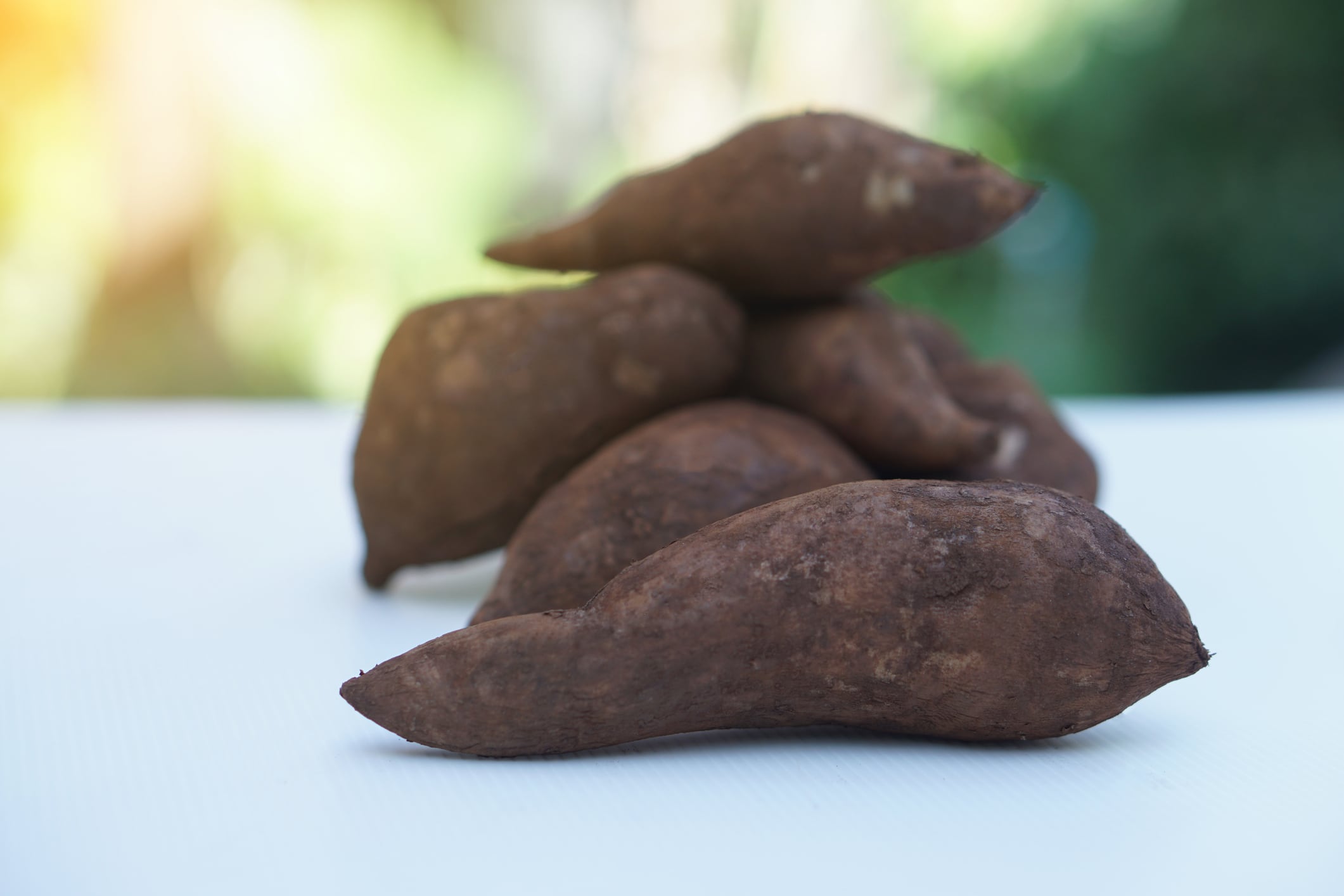 Yacon or Smallanthus sonchifolius, edible root plants in garden. Concept, agriculture crops, can be eaten as fresh fruits. Medicinal, herbal properties, Good for health.