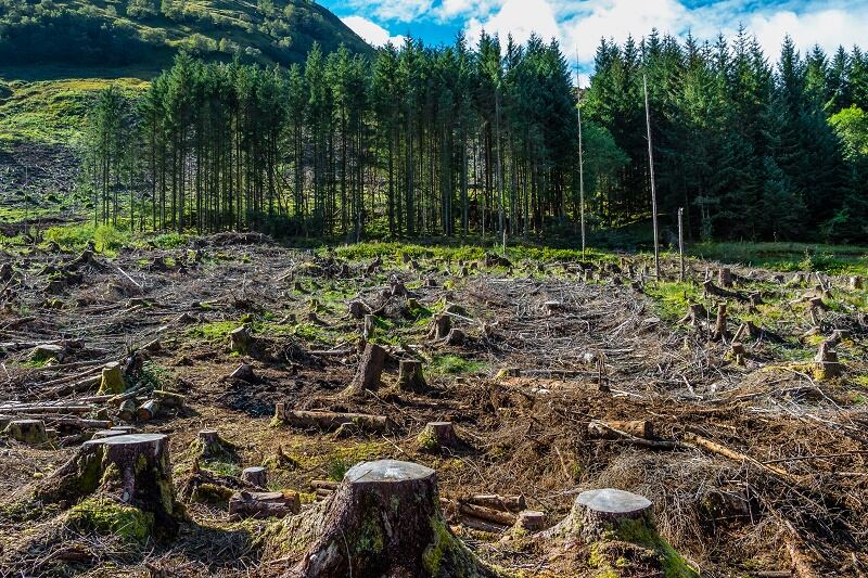Manufacturers increasingly are dropping suppliers that fail to meet sustainability goals, CDP reports