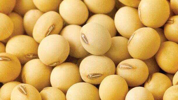 Sustainable-soy-RTRS-president-talks-LATAM-supply-global-demand-Uruguayan-tax-breaks.png