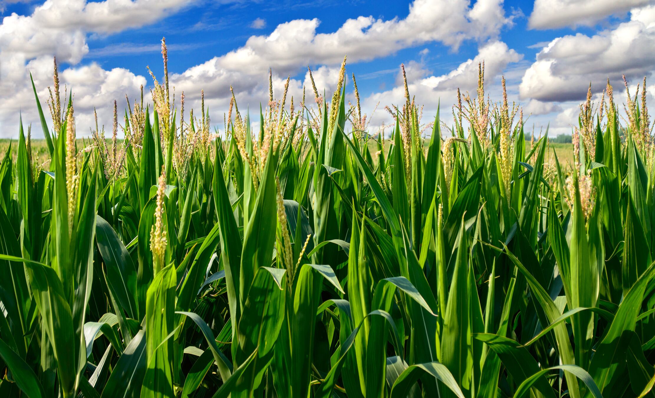 Corn field with blue clouds in the background