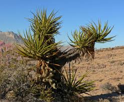 yucca.jpg