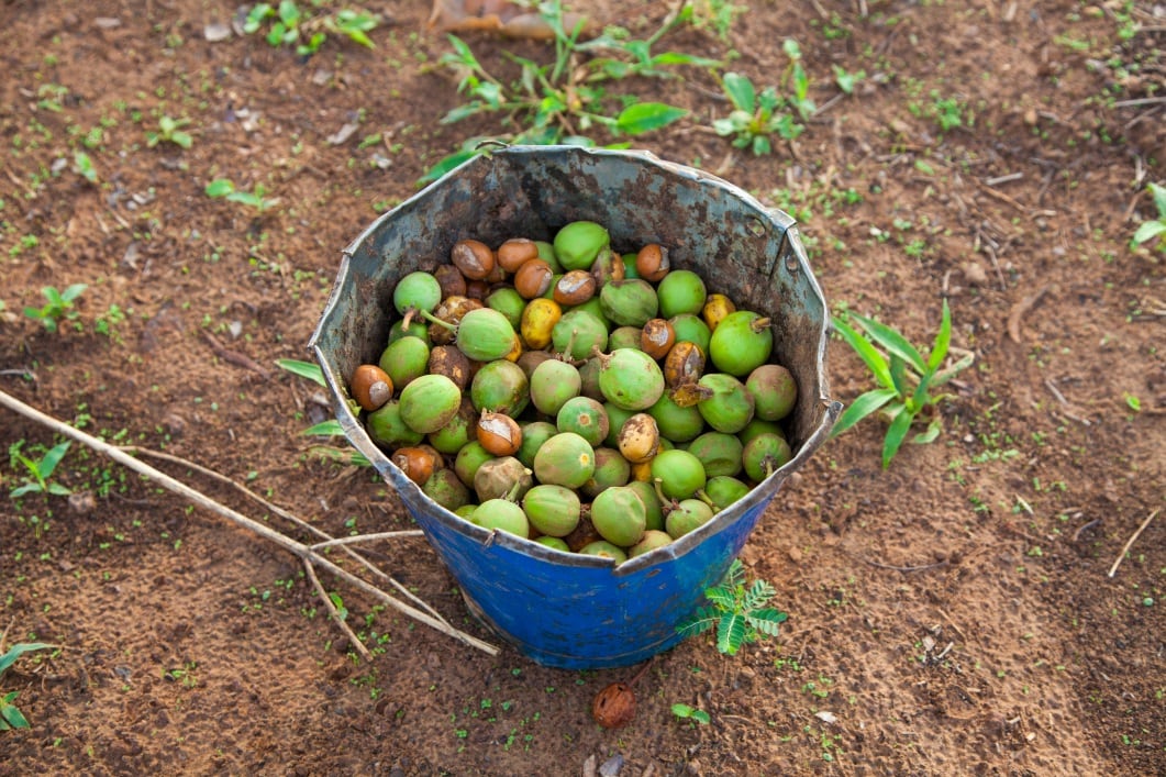 GettyImages-KSK-Imaging-Shea-Nuts.jpg